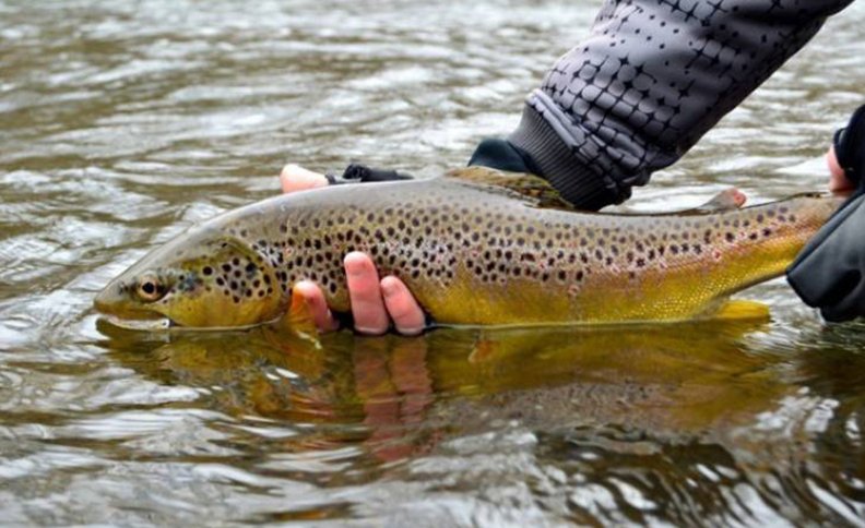 Kaghan Valley Trout Farms on Brink of Collapse Due to Floods and Neglect