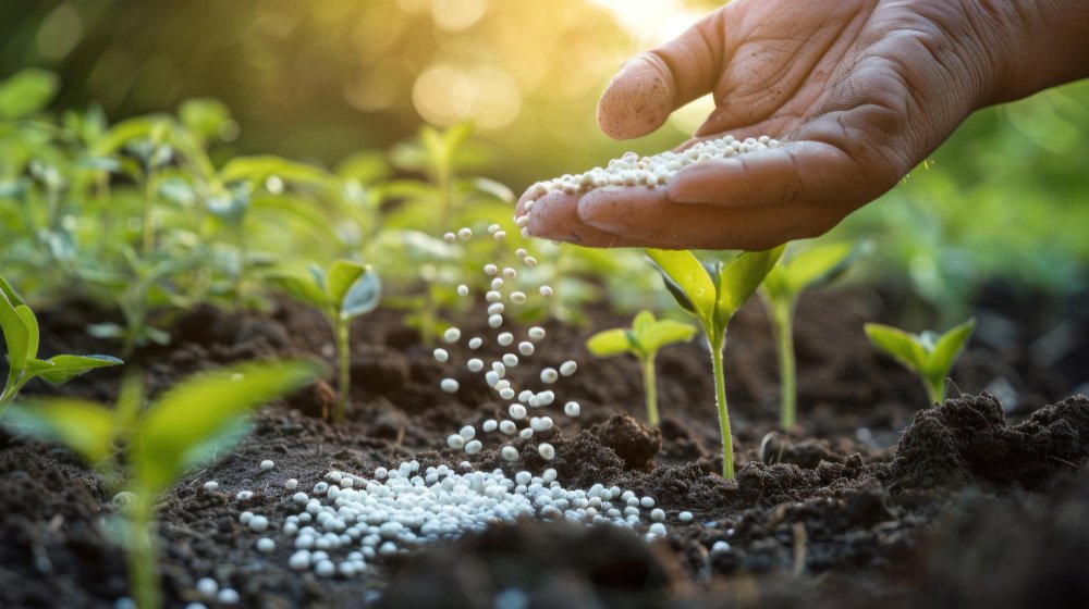 Fertilizer Consumption in Pakistan Plunges 48% in January 2026