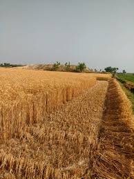 Kharif Crop Production Pakistan: Government Sets 25% Growth Target