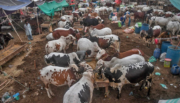 Cattle Influx Surpasses 5,500 at Northern Bypass 'Awam Dost' Mandi