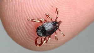 Teen Death Sparks Congo Virus Alarm in Karachi