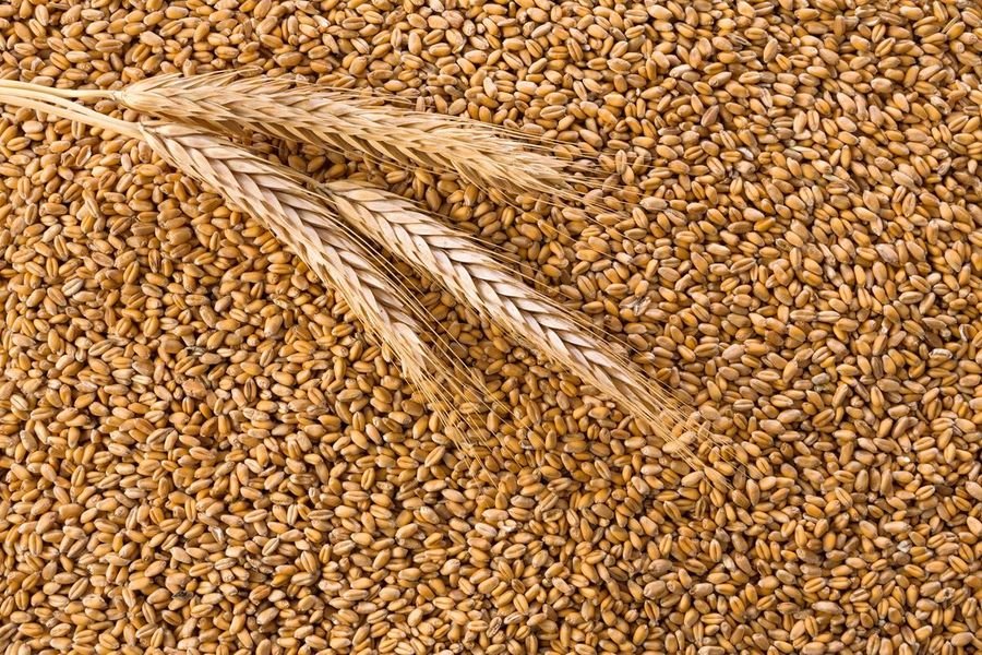 Pakistan Government Considers Rs31 Billion for Wheat Strategic Reserves