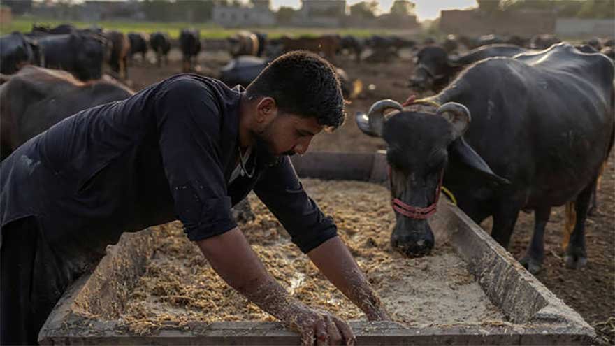 Pakistan Buffalo Genetic Material Exports to China Set to Unlock a Multi-Million Dollar Livestock Opportunity