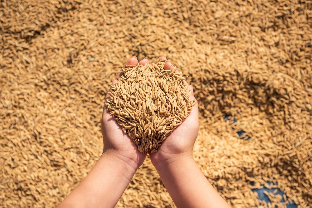 Wheat Shortage Forces Govt To Consider Import Of 1 Million Tonnes