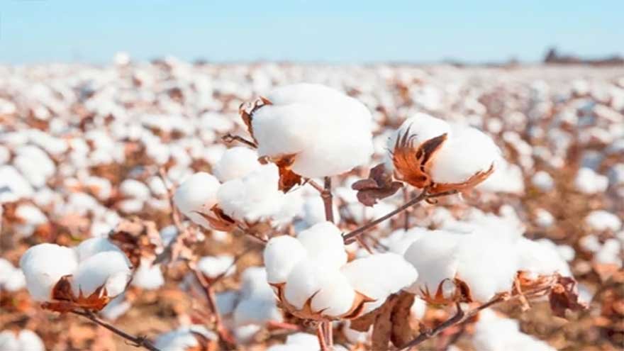 Global Cotton Prices Seen Rising in H2 2026 as Supply Tightens, Weather Risks Mount
