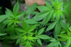 Medicinal Cannabis Will Soon Be Available In Pakistan As SECP & CCRA Finalize Framework